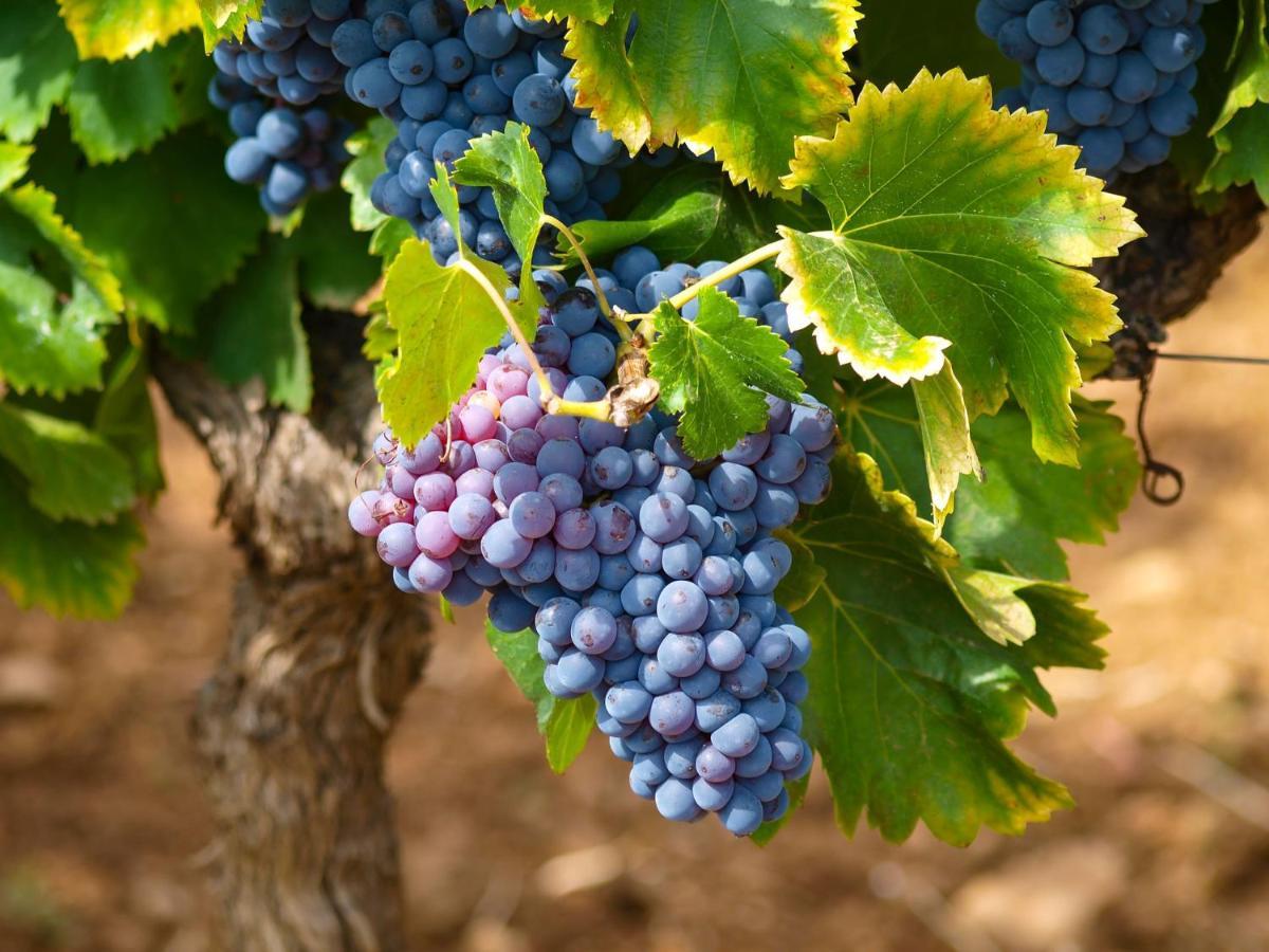 Il Melo Antico - In D'epoca Nel Cuore Del Monferrato *